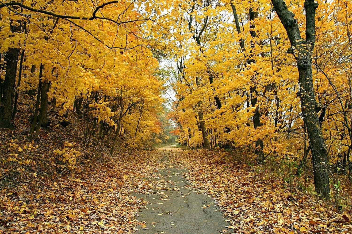 Weston Bend State Park paved bike trail under autumn leaves