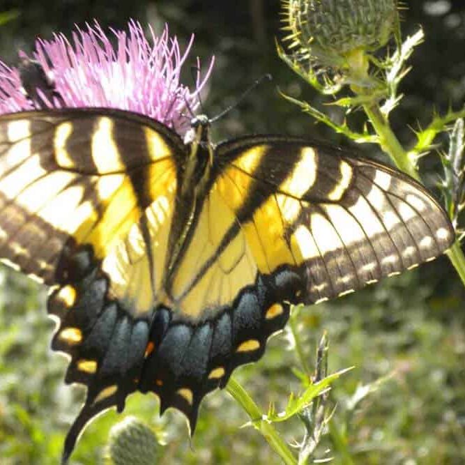 green hills butterfly on thistle